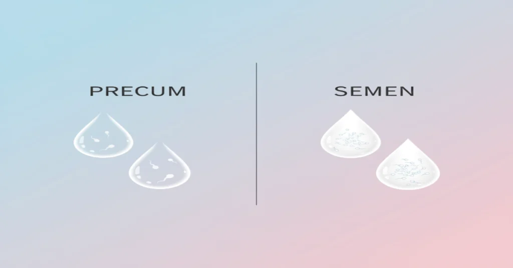 Comparison of precum and semen showing how pre-ejaculate fluid can become contaminated with sperm cells from previous ejaculation