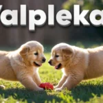 Two playful puppies practicing Valplekar socialization through structured play in a grassy backyard